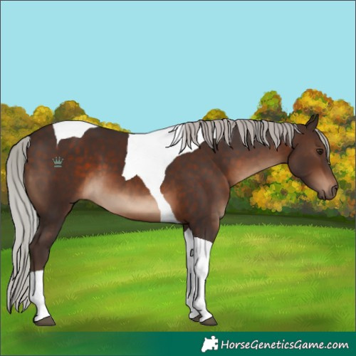 Horse Color:Silver Brown Tobiano 