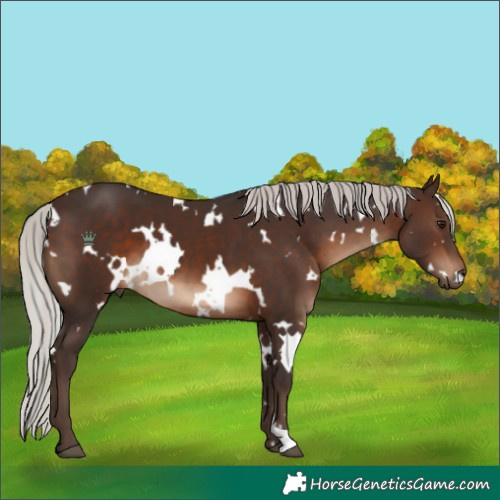 Horse Color:White Spotted Silver Brown