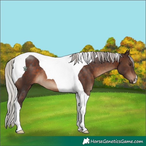 Horse Color:Silver Brown Tobiano