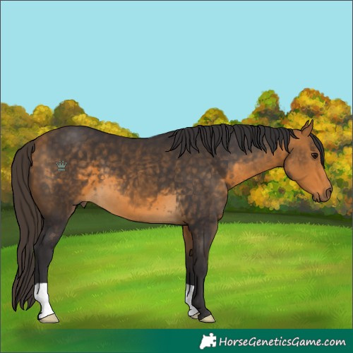 Horse Color:Buckskin 