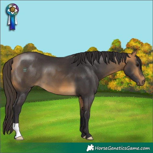 Horse Color:Buckskin 