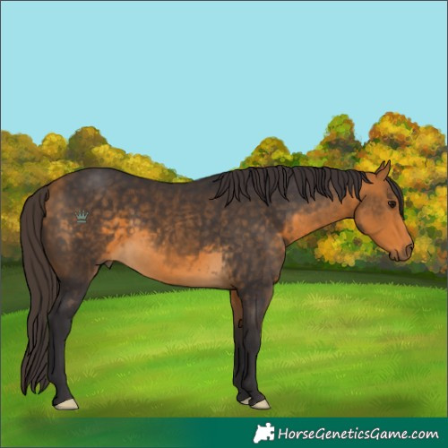 Horse Color:Buckskin 