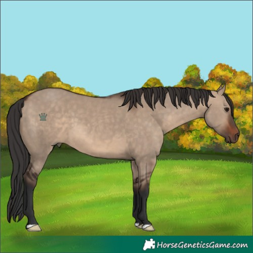 Horse Color:Brown Dun 