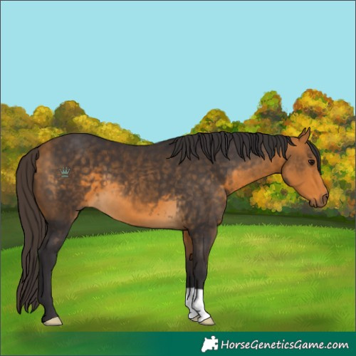 Horse Color:Buckskin 