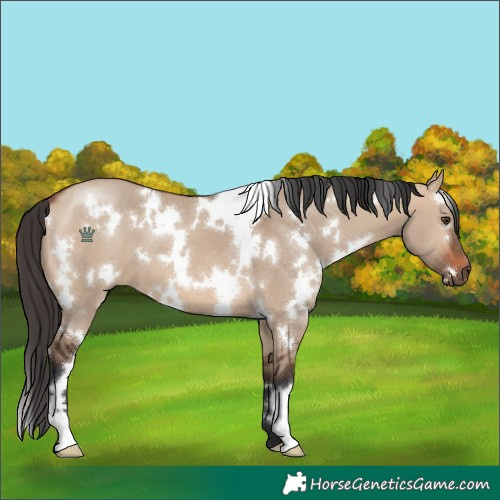 Horse Color:White Spotted Bay Dun 