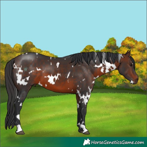 Horse Color:White Spotted Brown 