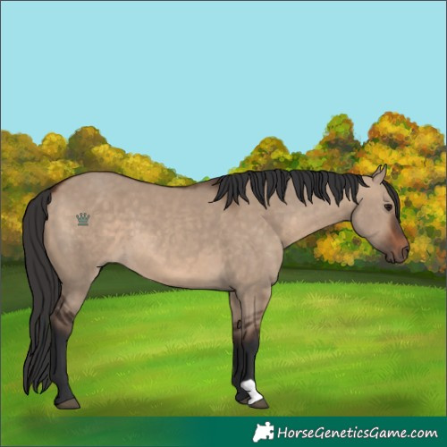 Horse Color:Brown Dun