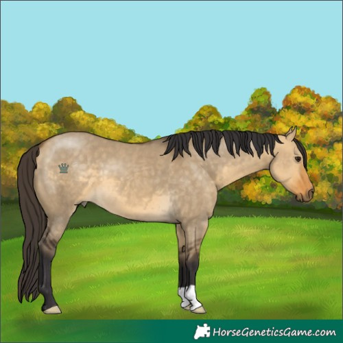 Horse Color:Buckskin Dun