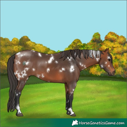 Horse Color:White Spotted Bay
