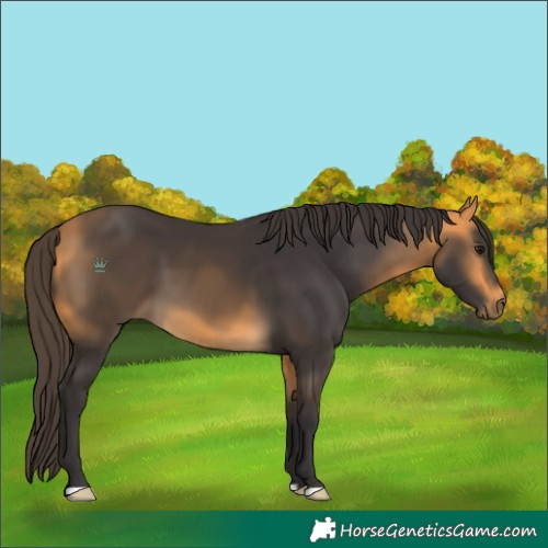 Horse Color:Buckskin