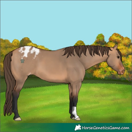 Horse Color:Bay Dun Appaloosa 