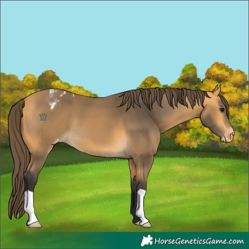 Horse Color:Buckskin Appaloosa