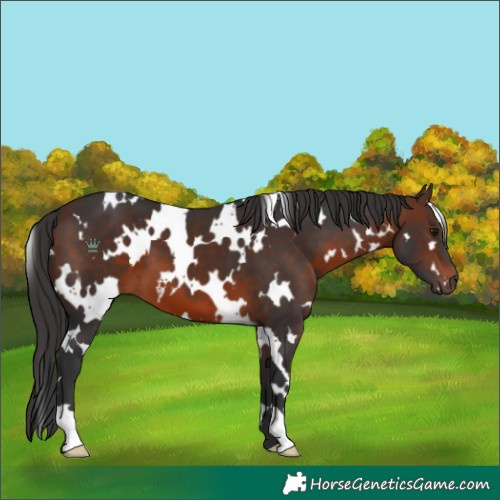 Horse Color:White Spotted Brown 
