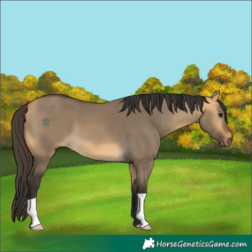 Horse Color:Buckskin Dun