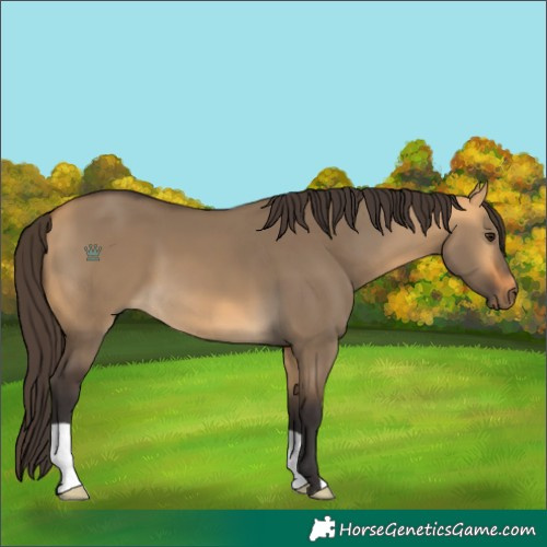 Horse Color:Buckskin Dun