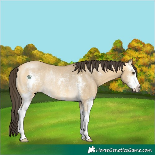 Horse Color:Buckskin Dun Sabino Rabicano 