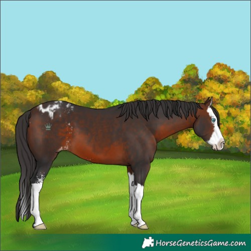 Horse Color:Brown Sabino Splash Appaloosa