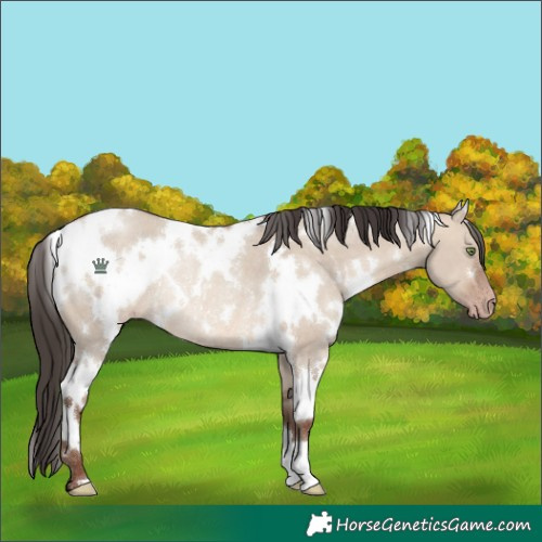 Horse Color:White Spotted Sable Champagne Dun Rabicano