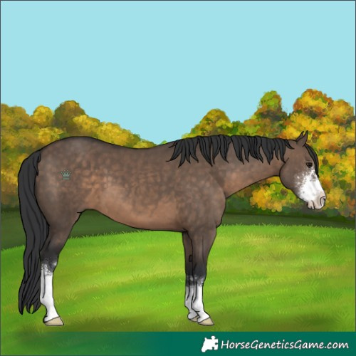 Horse Color:Brown Dun Sabino 