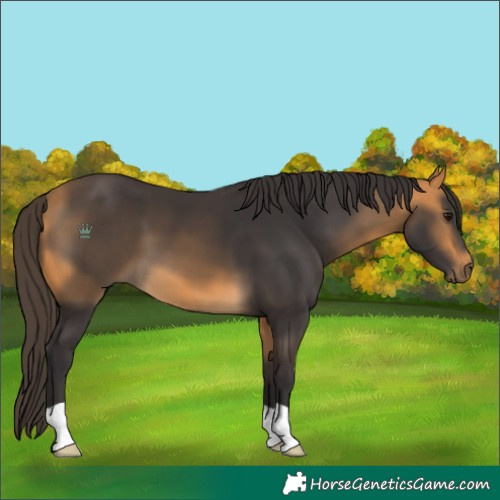 Horse Color:Buckskin