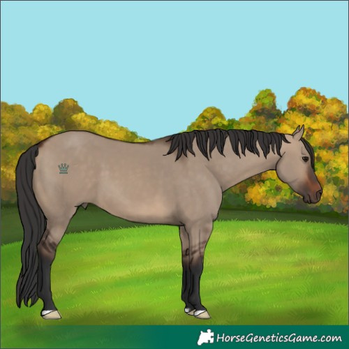 Horse Color:Brown Dun 