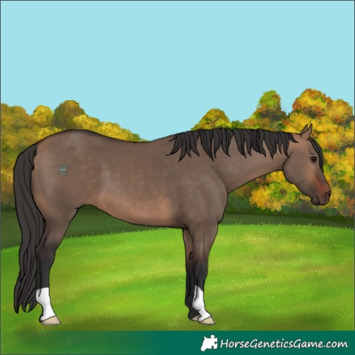 Horse Color:Bay Dun 