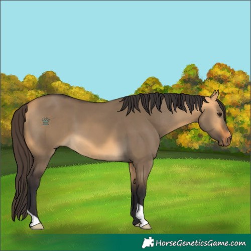 Horse Color:Buckskin Dun 