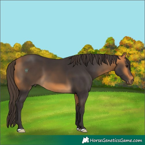 Horse Color:Buckskin 