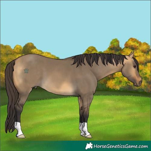 Horse Color:Buckskin Dun