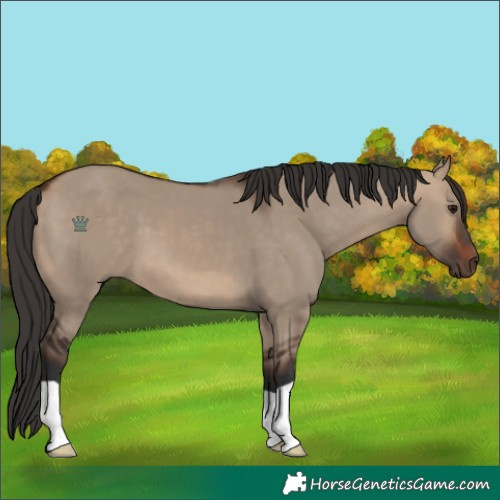 Horse Color:Bay Dun