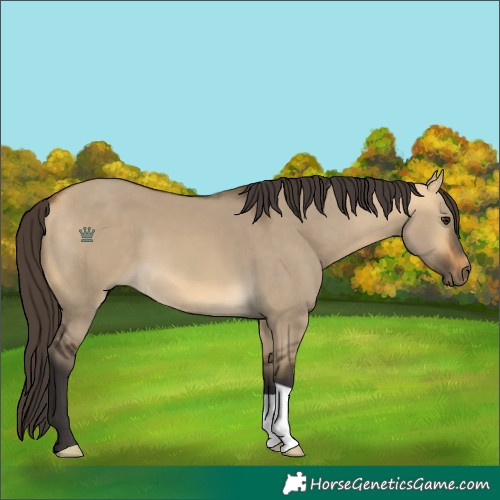 Horse Color:Buckskin Dun 