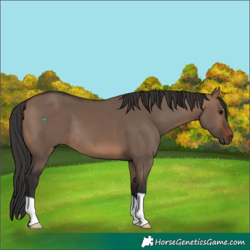 Horse Color:Brown Dun 