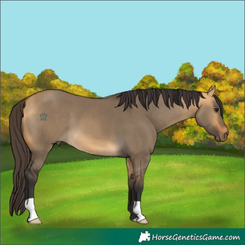 Horse Color:Buckskin Dun 