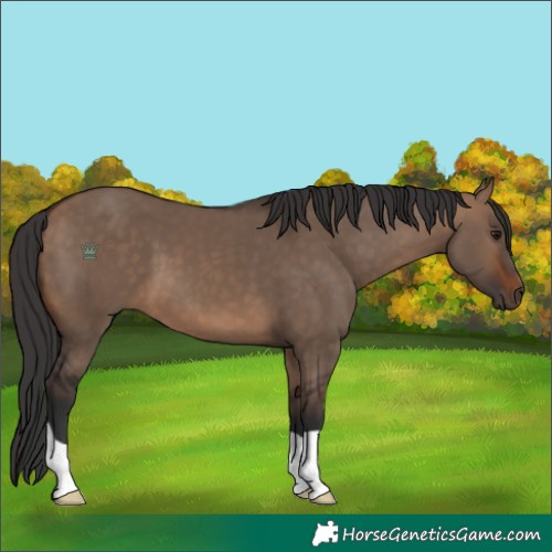Horse Color:Brown Dun 