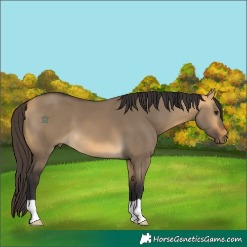 Horse Color:Buckskin Dun
