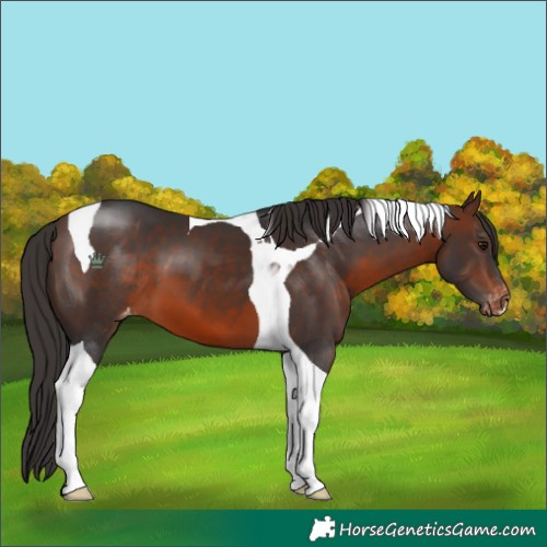 Horse Color:Brown Tobiano Appaloosa 