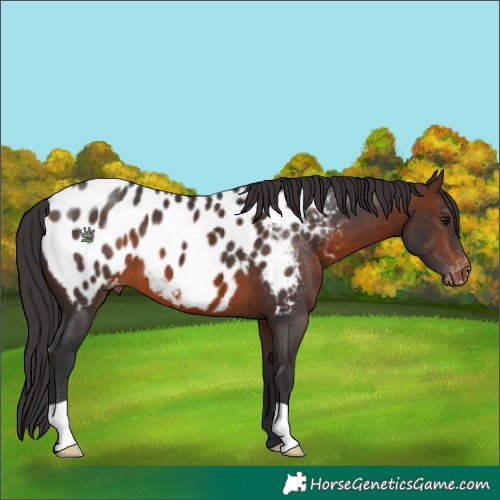 Horse Color:Brown Appaloosa