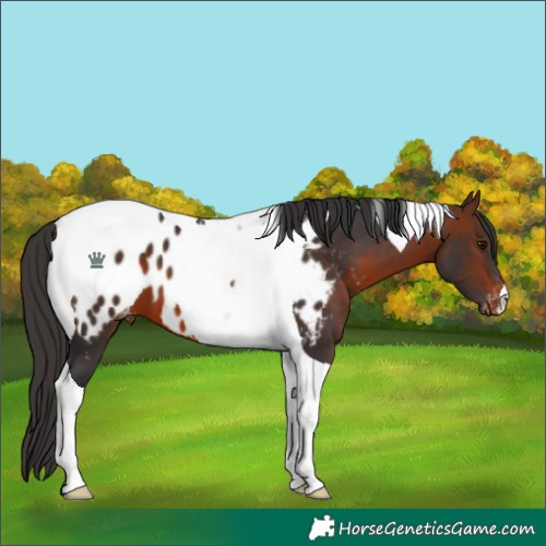 Horse Color:Brown Tobiano Appaloosa 