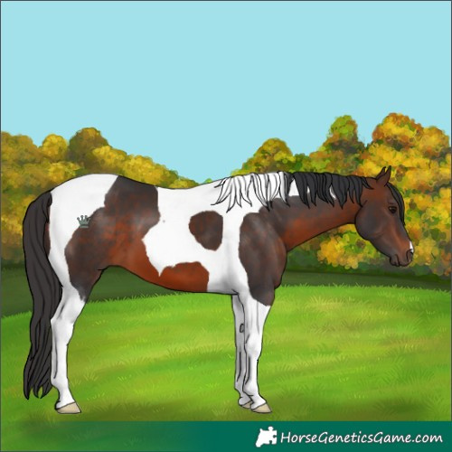 Horse Color:Brown Tobiano 