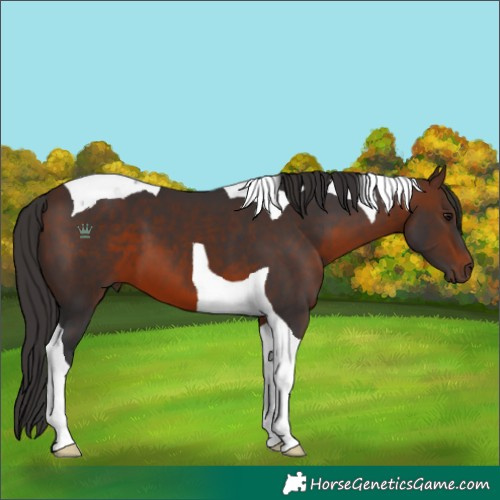 Horse Color:Brown Tobiano 