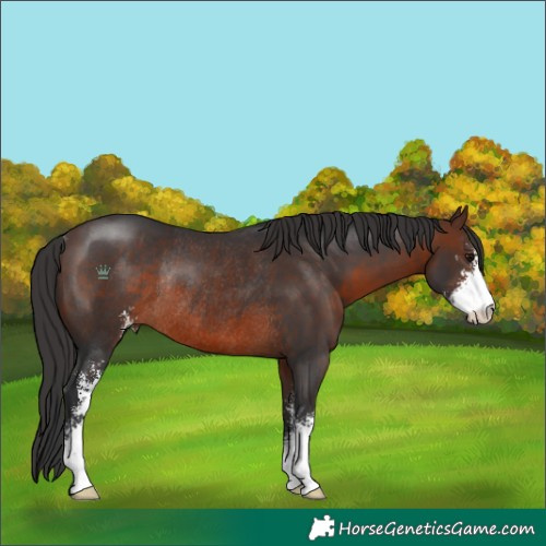 Horse Color:Brown Sabino Rabicano 