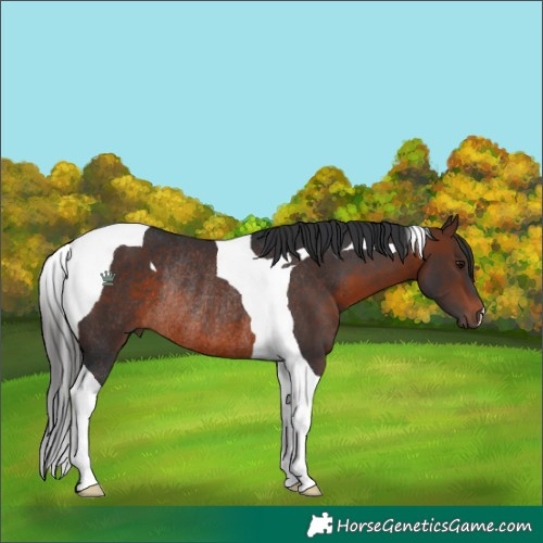 Horse Color:Brown Tobiano Rabicano