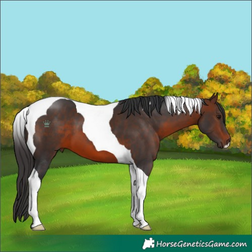 Horse Color:Brown Tobiano 
