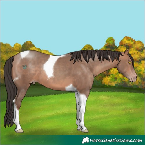 Horse Color:Sable Champagne Tobiano 