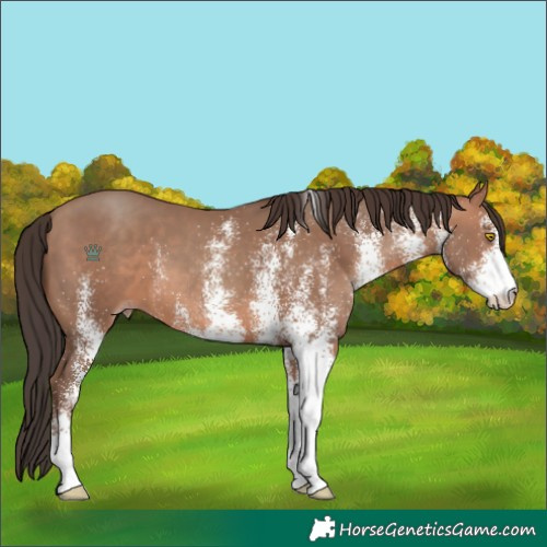 Horse Color:White Spotted Sable Champagne 
