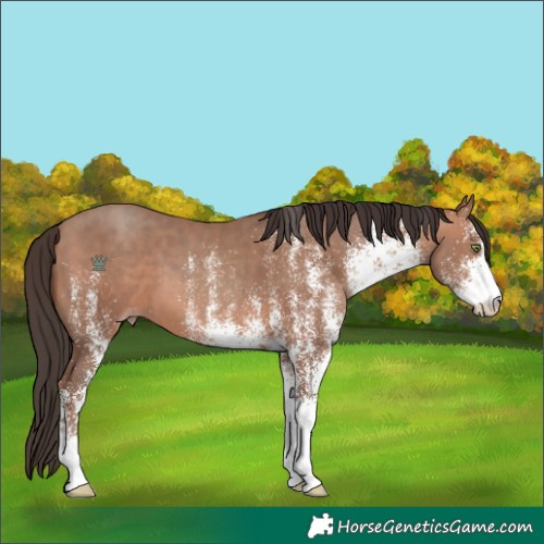 Horse Color:White Spotted Sable Champagne 
