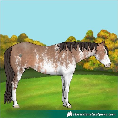 Horse Color:White Spotted Sable Champagne 