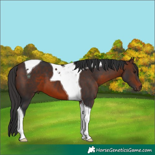 Horse Color:Brown Tobiano 