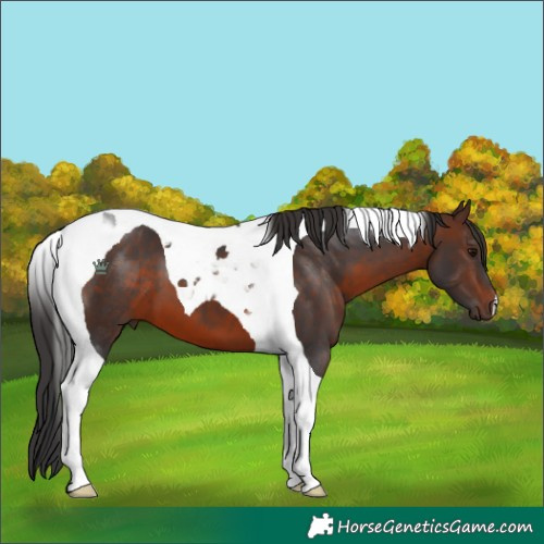 Horse Color:Brown Tobiano 