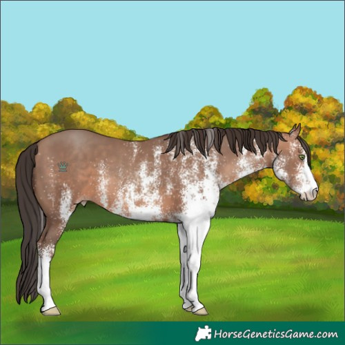 Horse Color:White Spotted Sable Champagne 